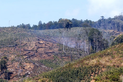 Rừng dọc đường Trường Sơn Đông bị tán phá nặng nề