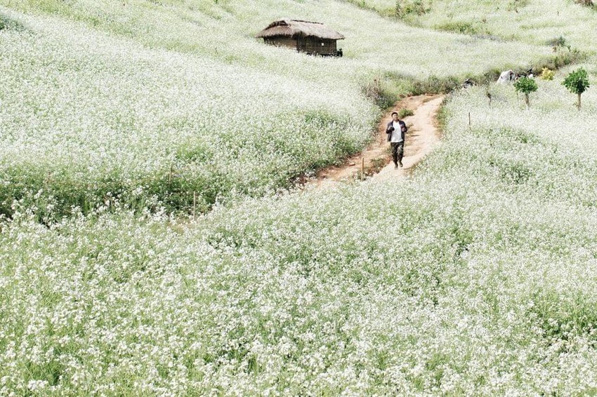 Cánh đồng hoa cải