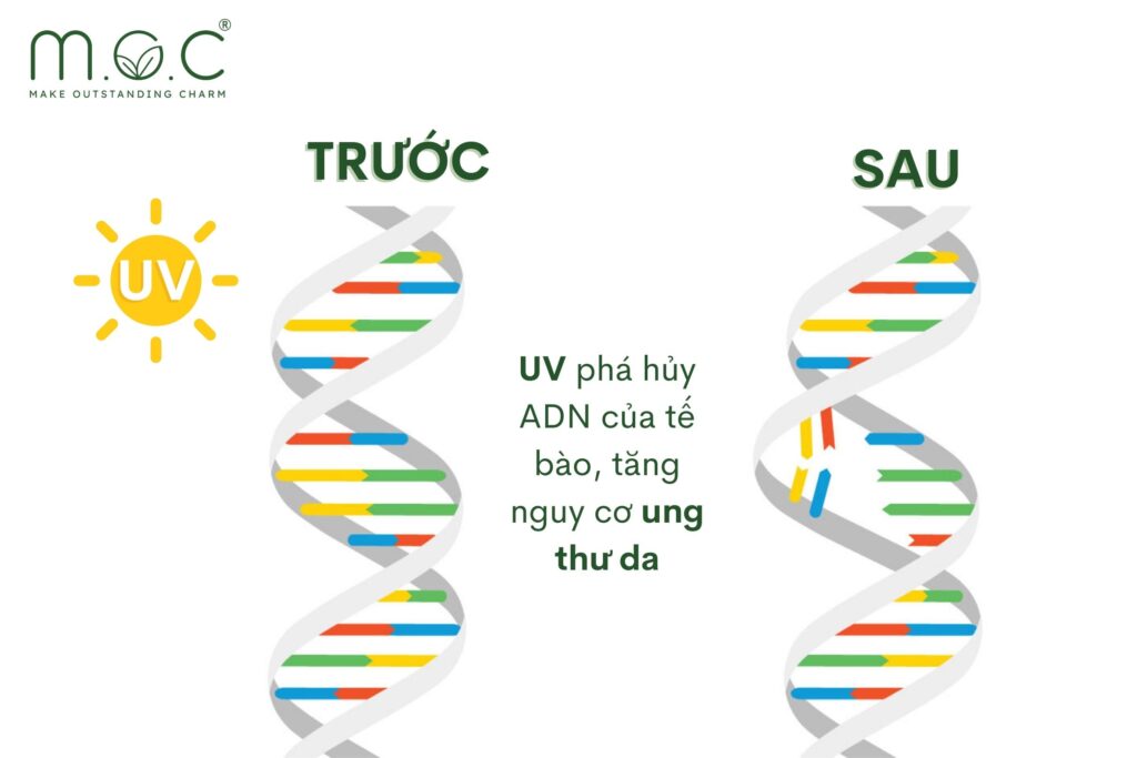 Tia UV xâm nhập vào lớp trung – hạ bì gây thoái hóa đứt gãy cấu trúc ADN của tế bào